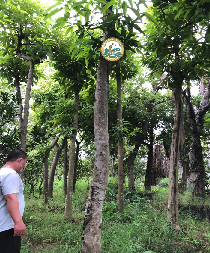 Bán cây sấu công trình