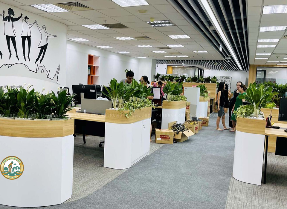 Cây cảnh văn phòng hà nội