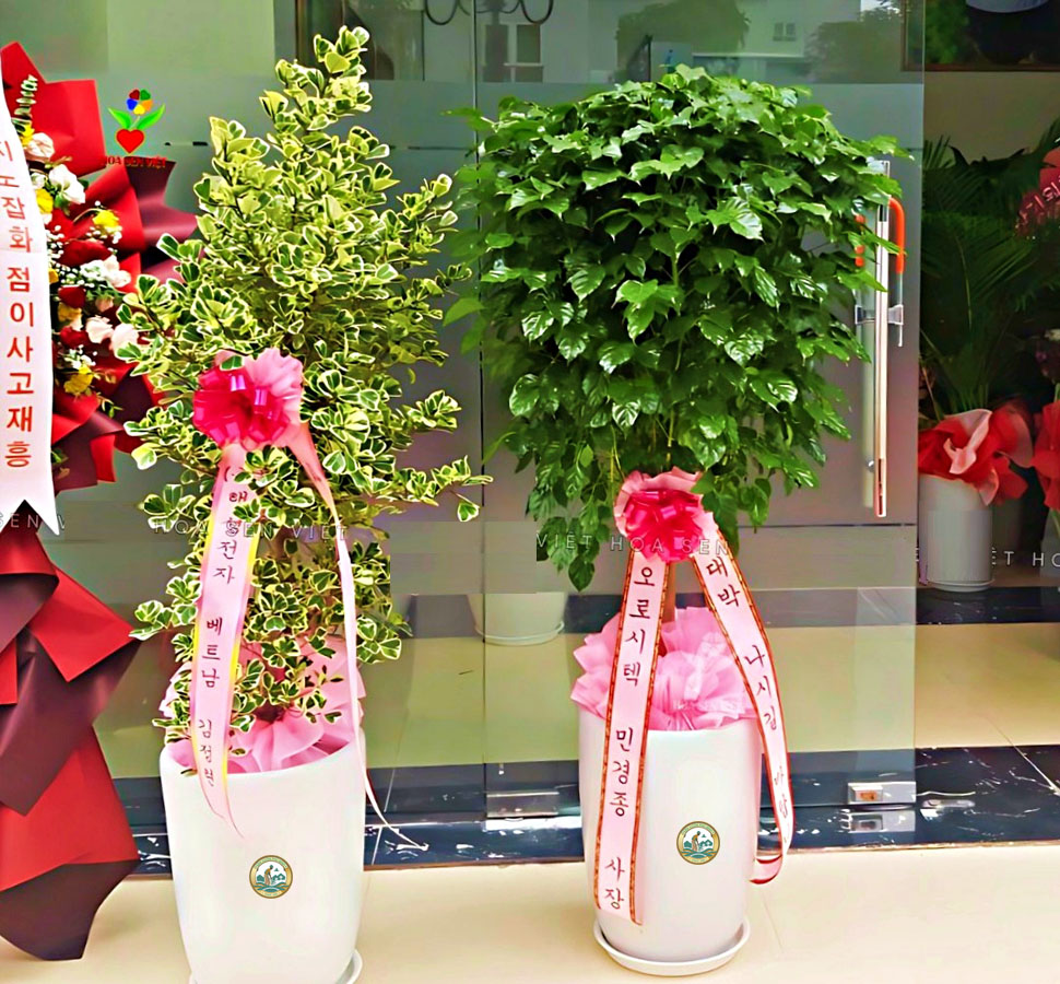 cây hạnh phúc tặng khai trương