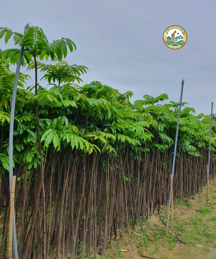 Cây sấu công trình Hà Nội