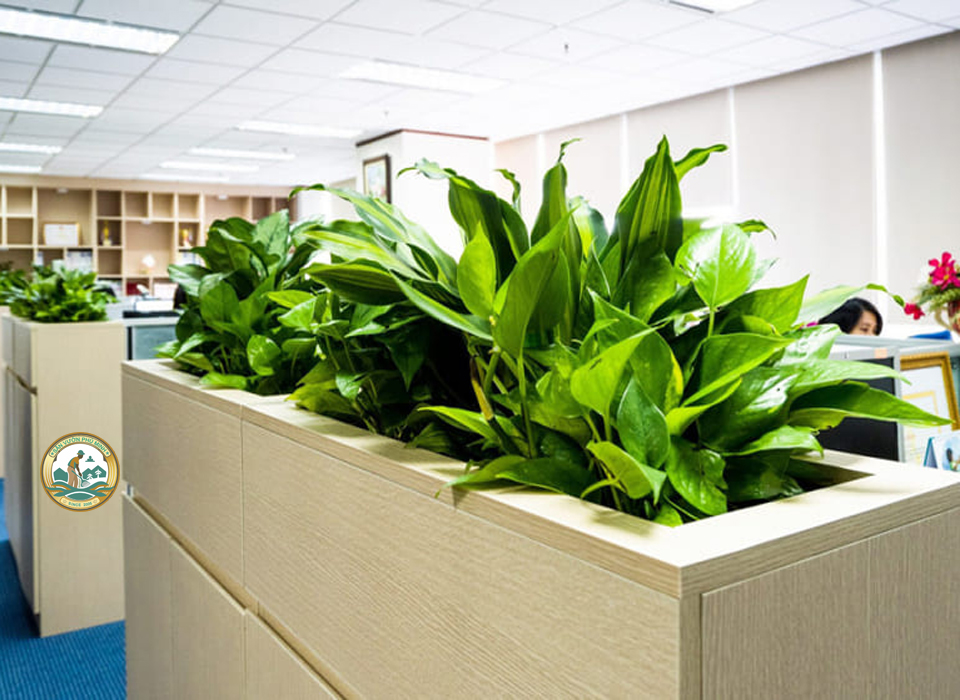 Cây văn phòng