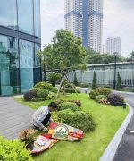 Chăm sóc cây cảnh Hà Nội