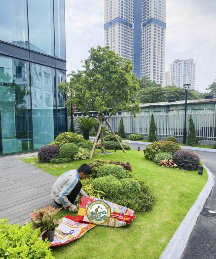 Chăm sóc cây cảnh Hà Nội