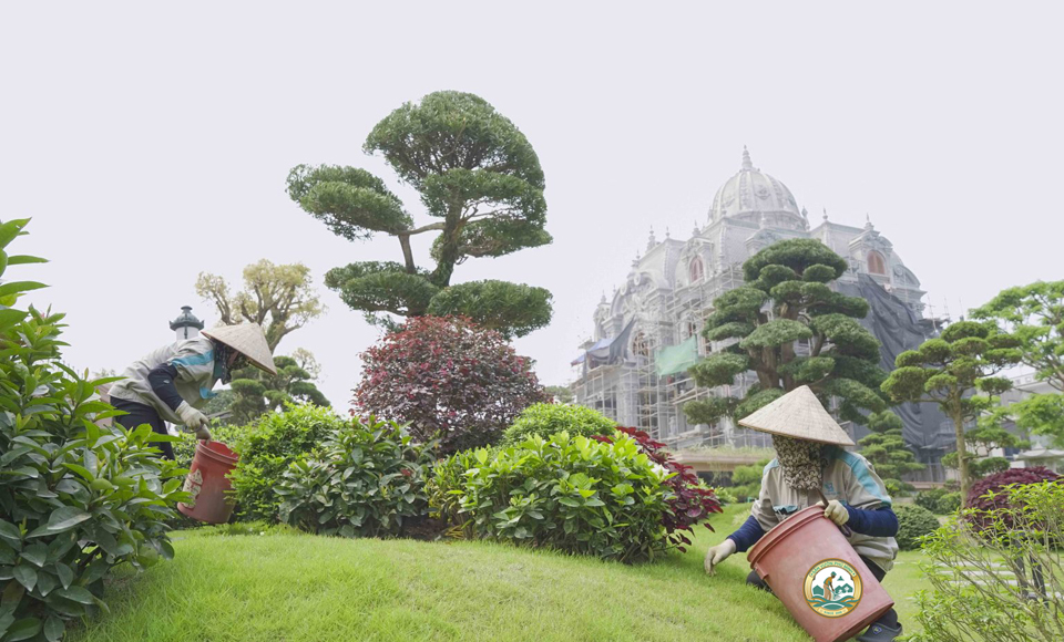 chăm sóc cây xanh hà nội