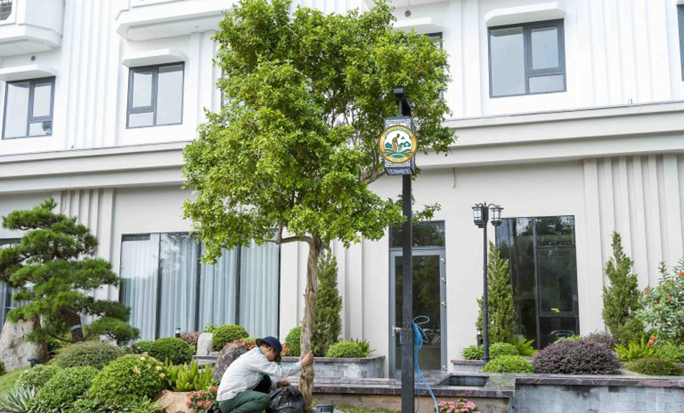 chăm sóc cây xanh tại hà nội