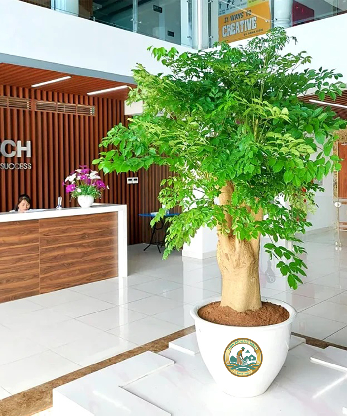 cho thuê cây hạnh phúc hà nội