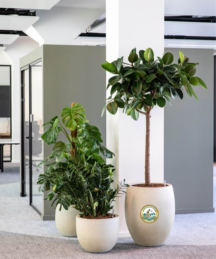 cho thuê cây văn phòng tại hà nội