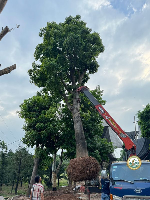 dịch vụ cây xanh phú minh