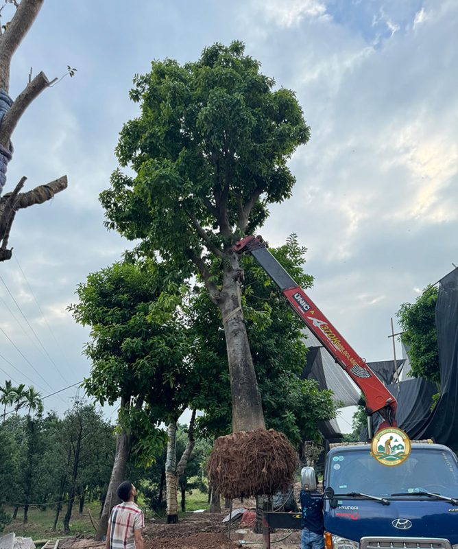 dịch vụ cây xanh phú minh