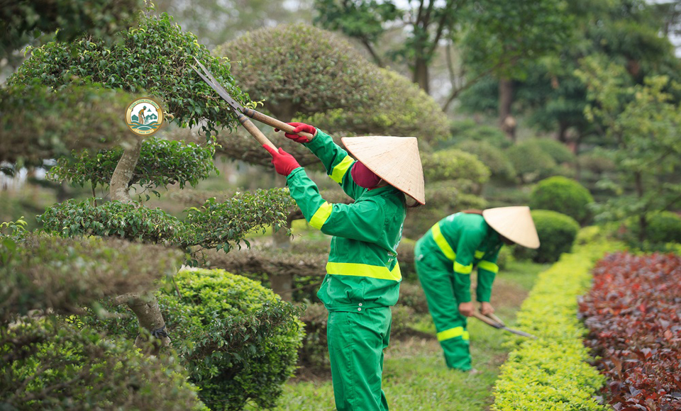 Dịch vụ chăm sóc cây cảnh phú minh