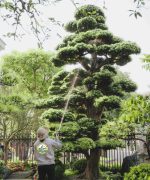 Dịch vụ chăm sóc cây xanh hà nội