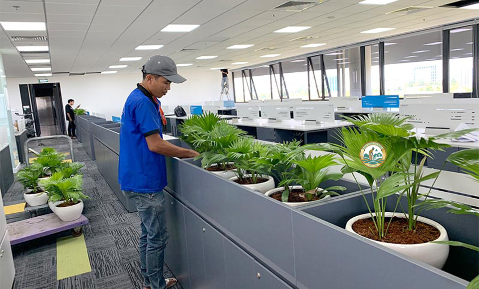 Dịch vụ chăm sóc cây xanh tại hà nội