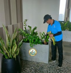 Dịch Vụ Thuê Chăm Sóc Cây Cảnh tại Hà Nội