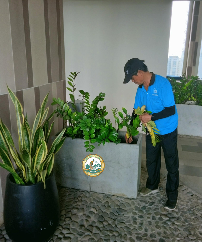 Dịch Vụ Thuê Chăm Sóc Cây Cảnh tại Hà Nội