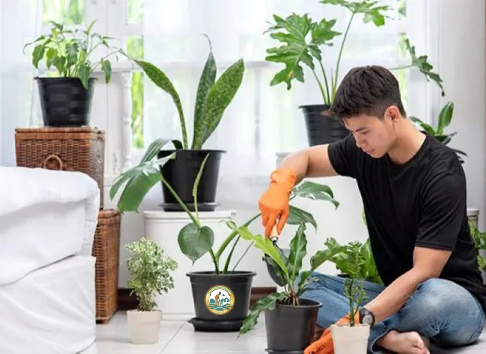 dịch vụ thuê người chăm sóc cây