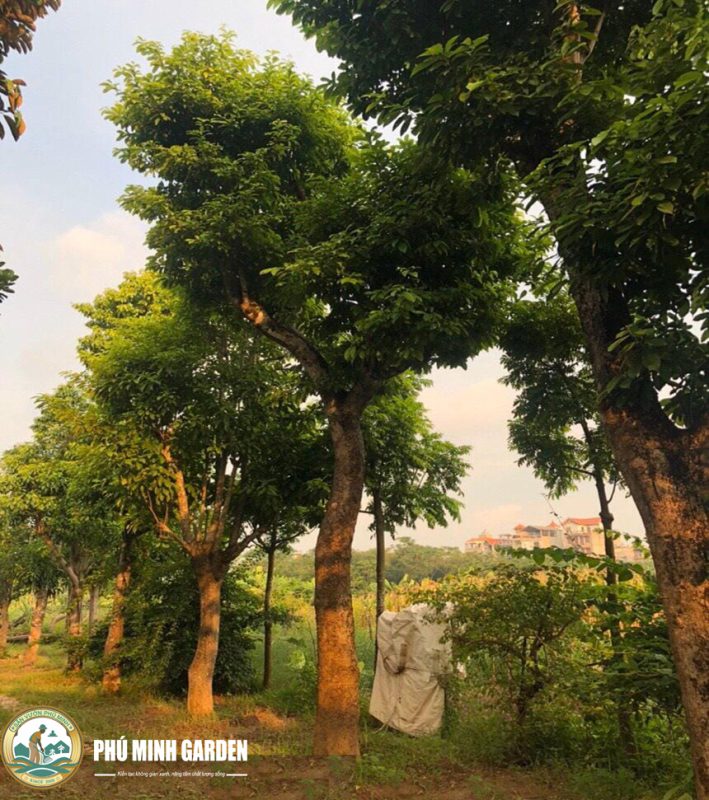 dự án cây công trình