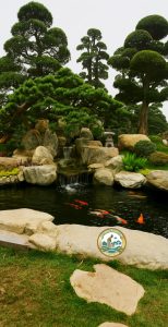 thi công hồ cá koi phú minh