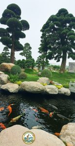 thi công hồ koi sân vườn