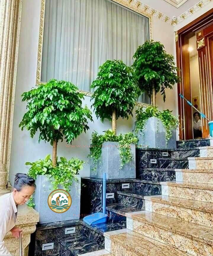 thuê cây cảnh sự kiện