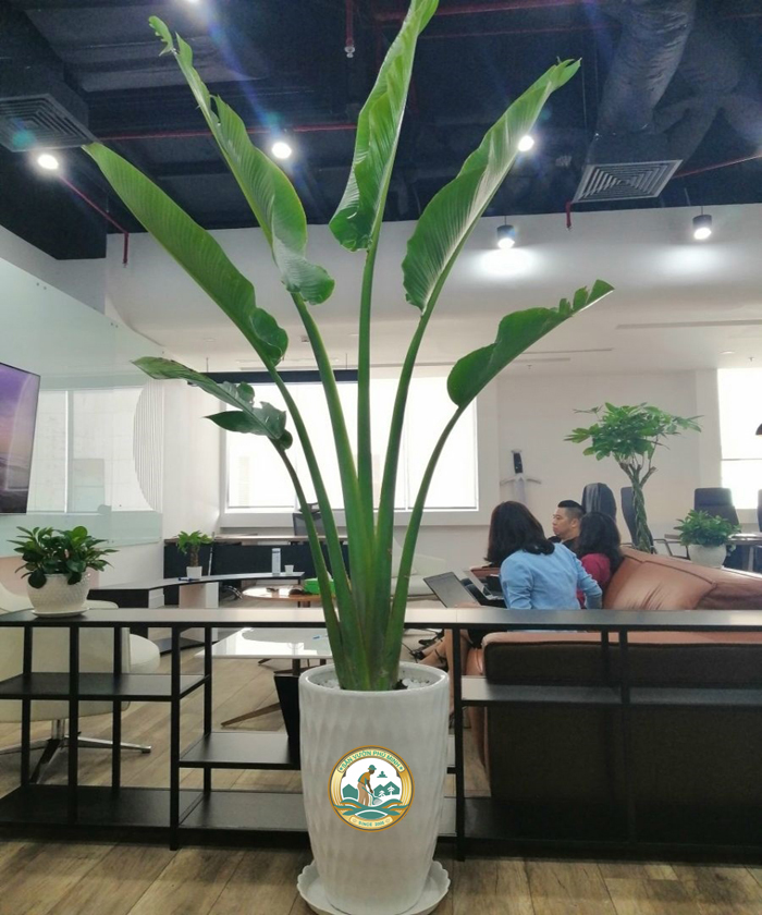 thuê cây cảnh hà nội