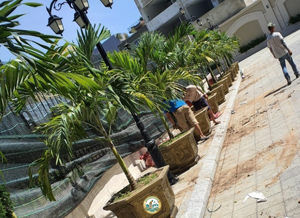 thuê người chăm sóc cây