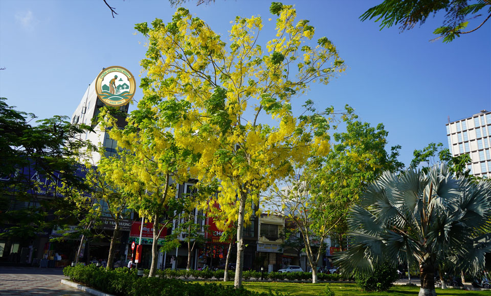 Bán cây công trình bóng mát