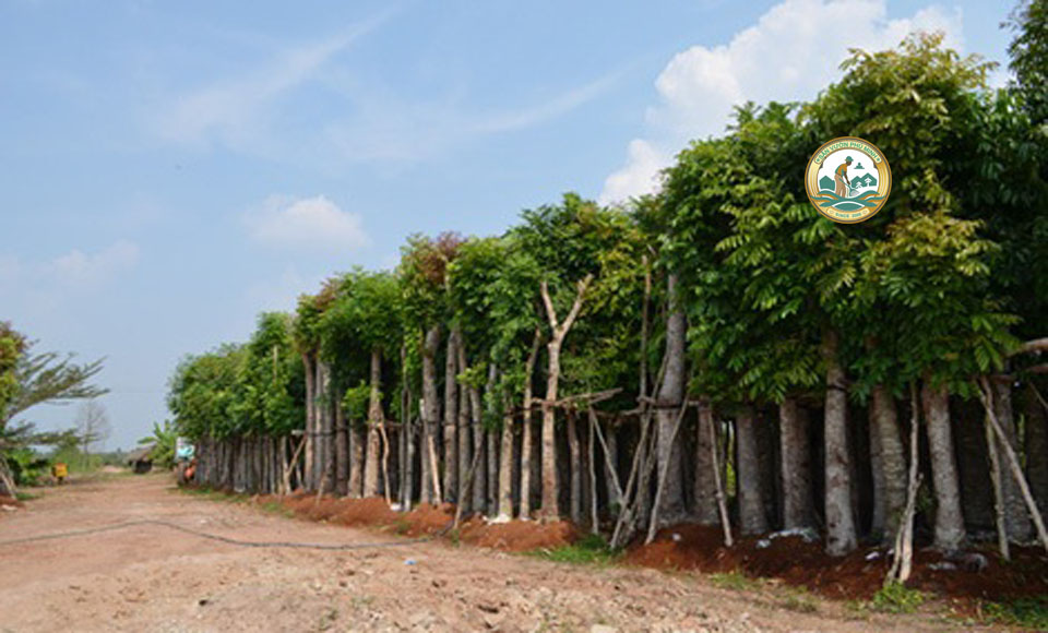 Cây công trình bóng mát