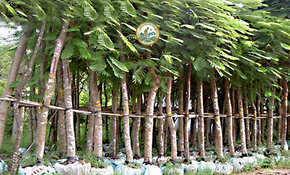 Cây công trình khu đô thị