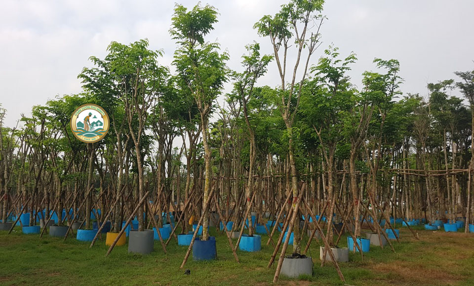 Cây công trình khu nghỉ dưỡng