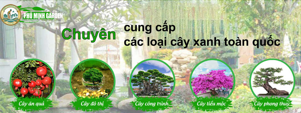 Cây công trình phú minh
