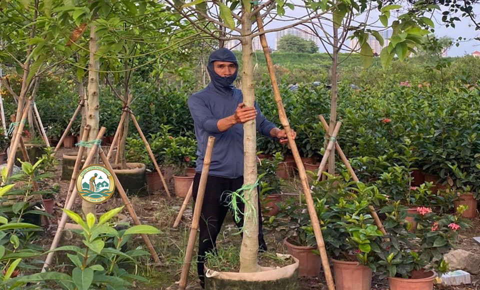 Cây công trình resort