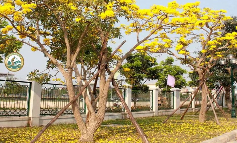 Cây công trình trường học