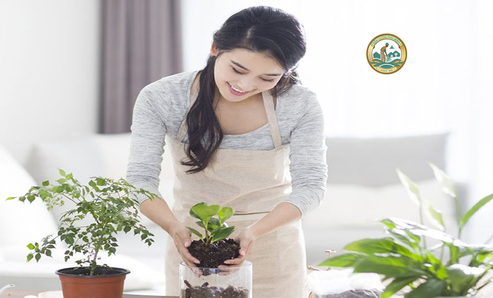 Cây phong thuỷ văn phòng mini