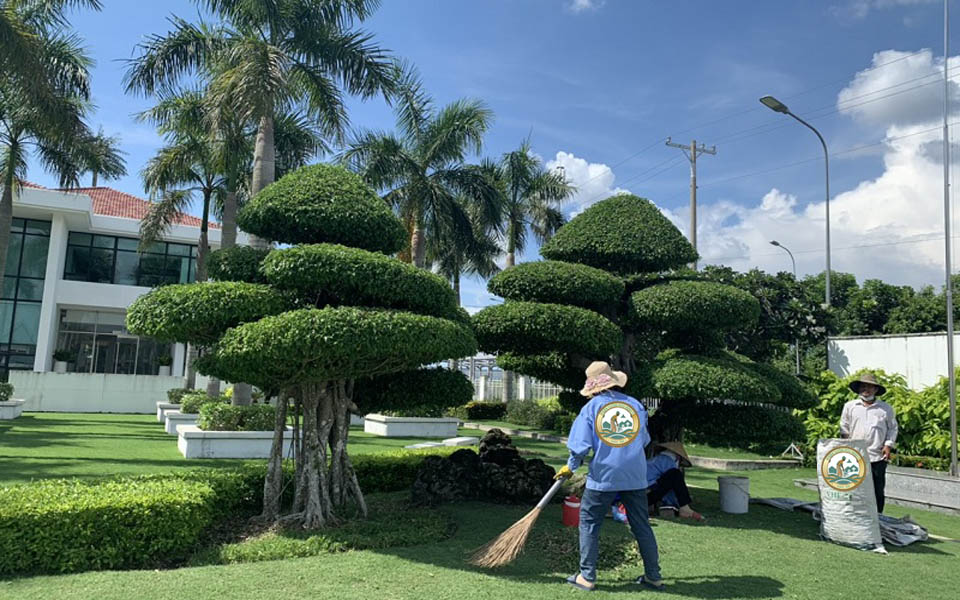 chăm sóc sân vườn phú minh hà nội