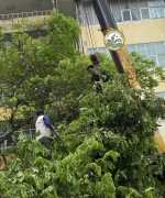 chặt cây hà nội