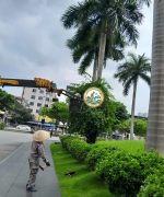 chặt cây xanh hà nội