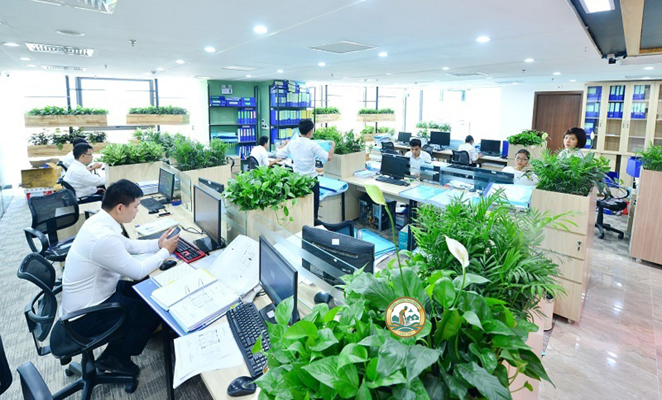 Cho Thuê cây cảnh để phòng làm việc