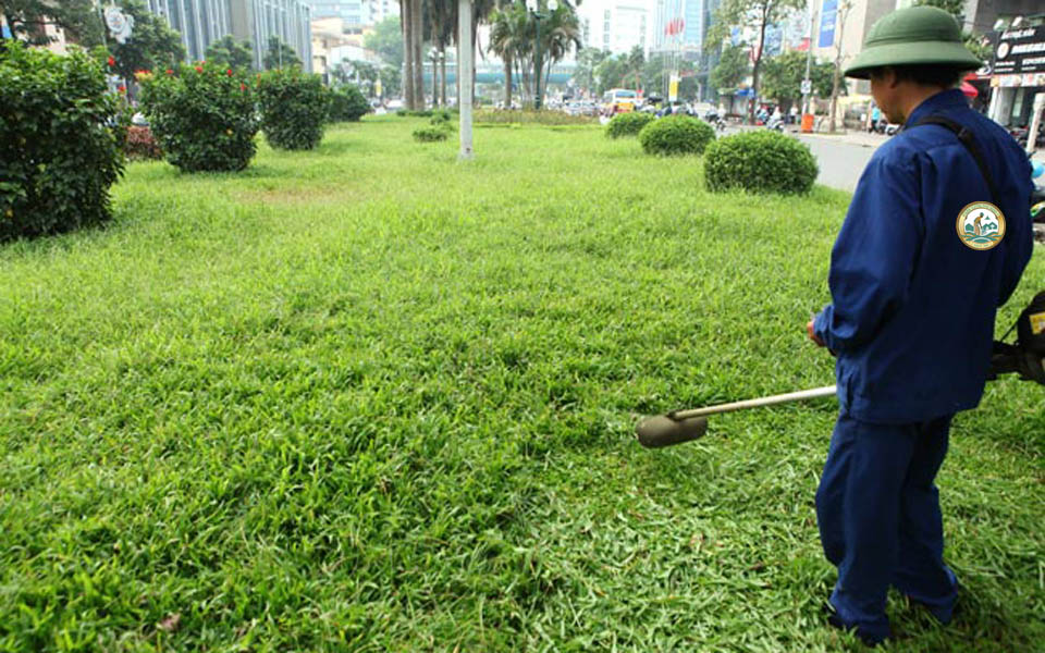 Dịch vụ chăm sóc cắt cỏ sân vườn