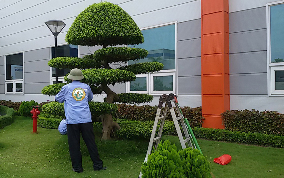 Dịch vụ chăm sóc cây xanh sân vườn