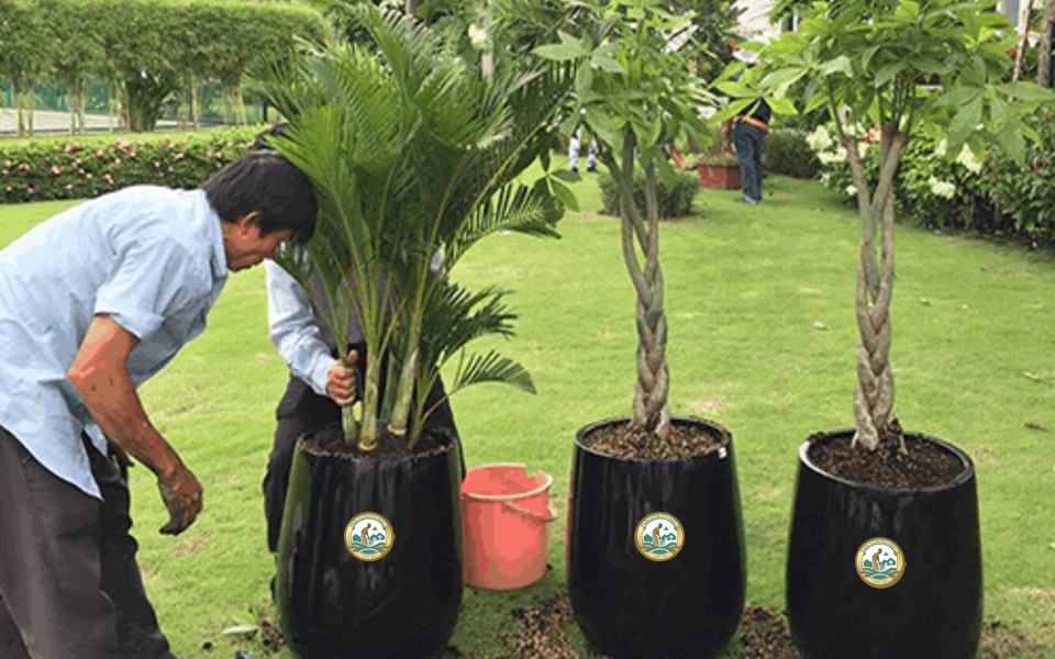 dịch vụ chăm sóc cây xanh sân vườn