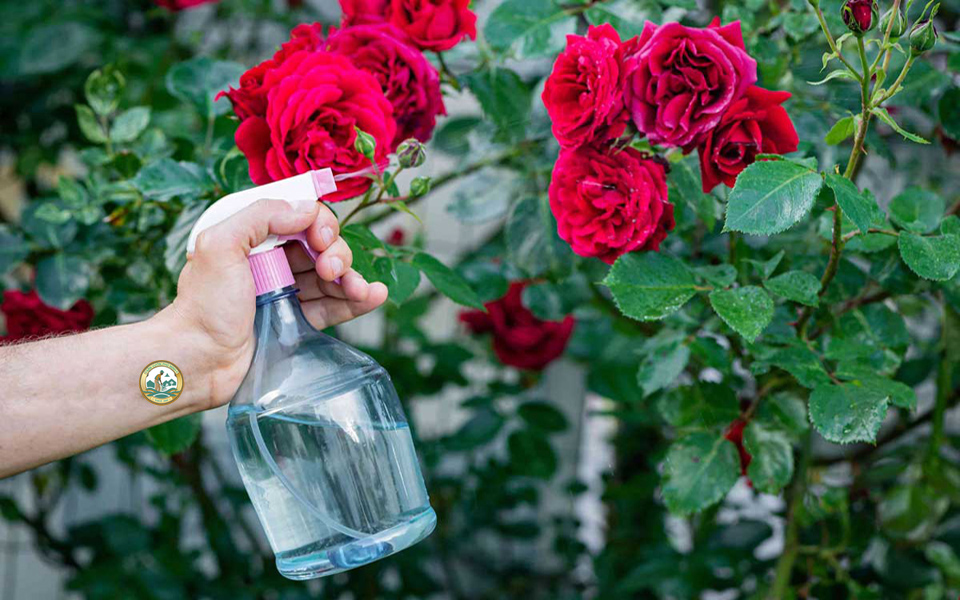 dịch vụ chăm sóc hoa sân vườn hà nội