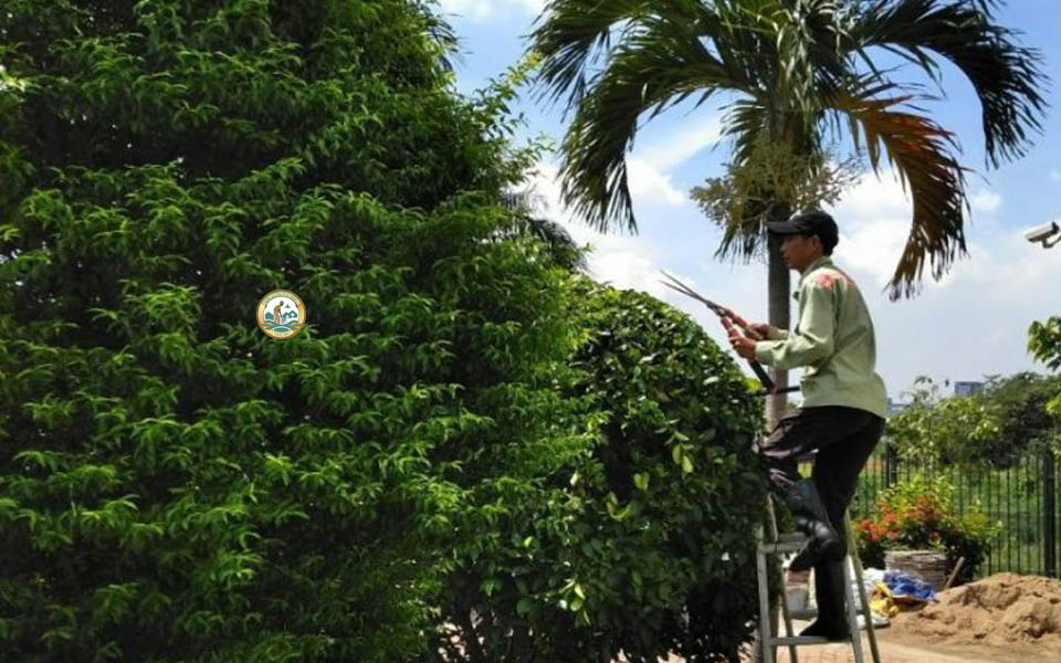 dịch vụ chăm sóc sân vườn phú minh
