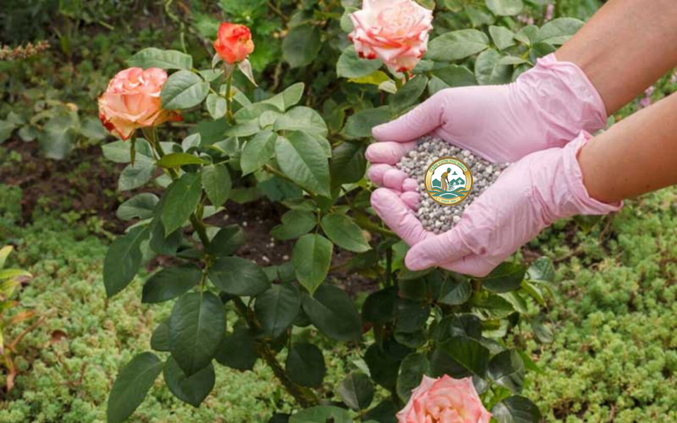 dịch vụ chăm sóc phòng trừ sâu bệnh sân vườn