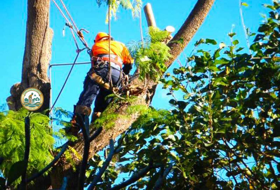 dịch vụ chặt cây xanh Hà Nội