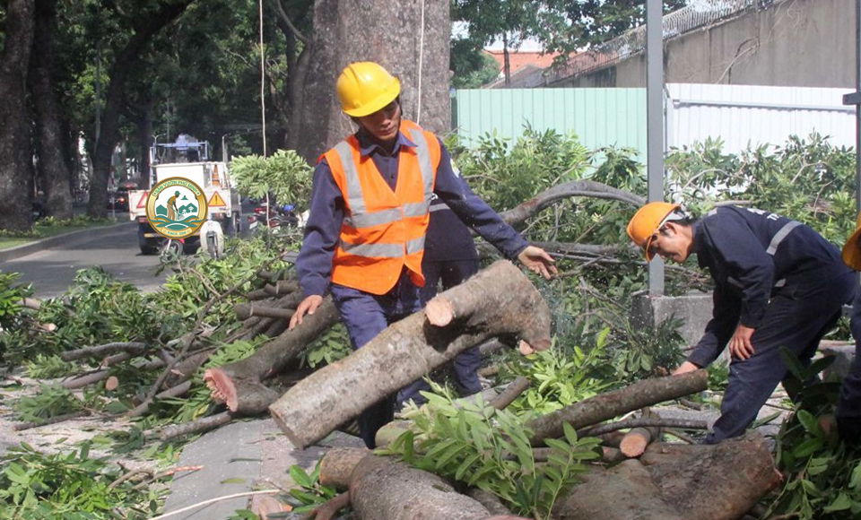 dịch vụ chặt cây xanh sân vườn phú minh