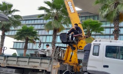 dịch vụ chặt cây xanh tại Hà Nội