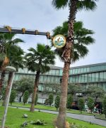 Dịch vụ đốn hạ cây hà nội