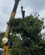 Dịch vụ đốn hạ cây xanh