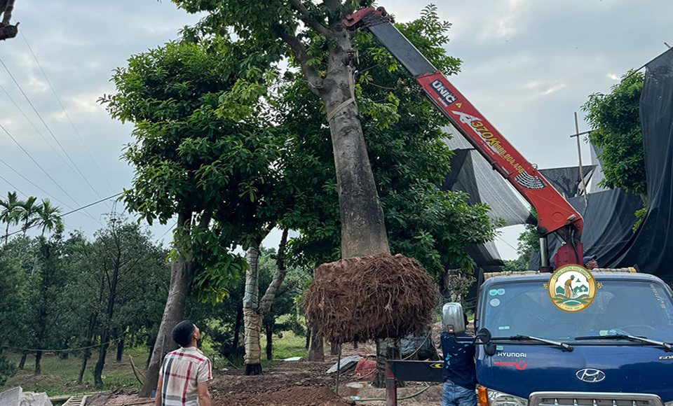 dịch vụ trồng cây xanh phú minh