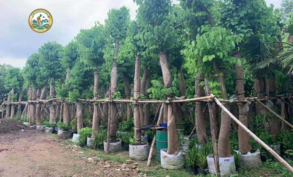 Mua cây công trình bóng mát